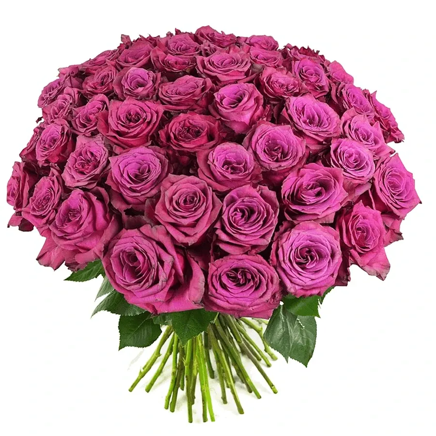 Розы Эквадор Сиреневые